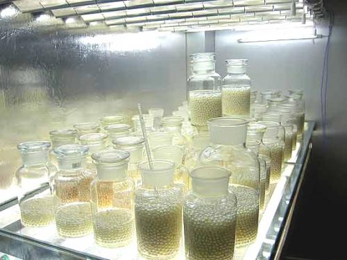 Тайны обработки жемчуга: секреты мастеров 11