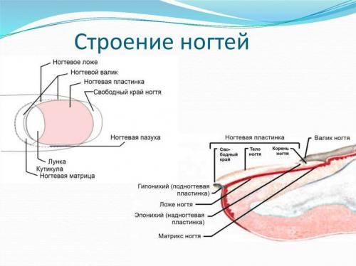 Какие причины могут привести к повреждениям и ломкости длинных ногтей. Что такое ониходистрофия