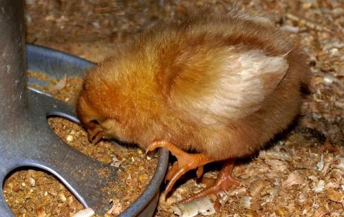 Как долго хватает компонентов стартового набора. Сколько недель кормить цыплят Стартом?