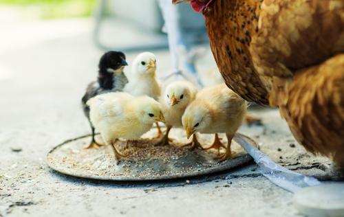 Как долго хватает компонентов стартового набора. Сколько недель кормить цыплят Стартом?