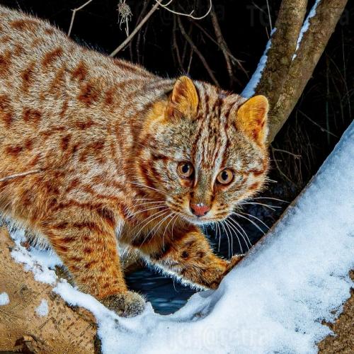 Это амурский лесной кот - один из самых скрытных диких котов, обитающих на дальнем Востоке России, в Китае и Корее. 05