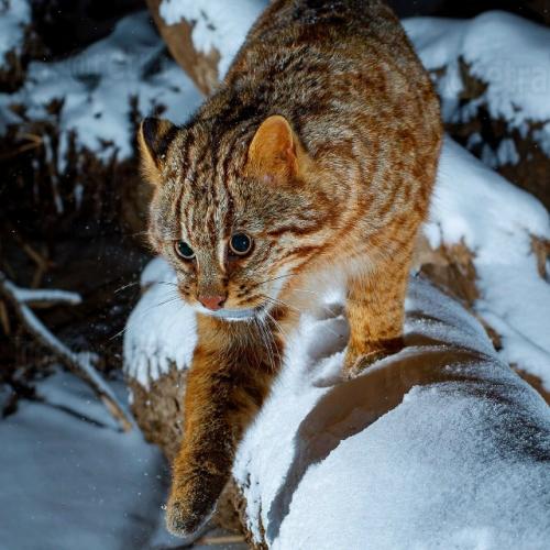 Это амурский лесной кот - один из самых скрытных диких котов, обитающих на дальнем Востоке России, в Китае и Корее. 06