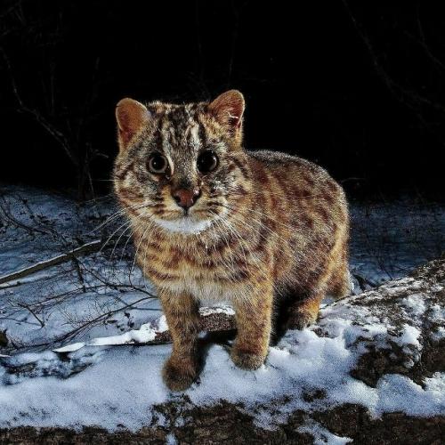 Это амурский лесной кот - один из самых скрытных диких котов, обитающих на дальнем Востоке России, в Китае и Корее. 01