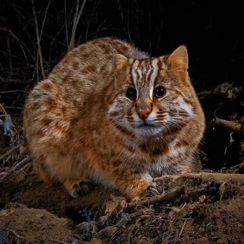 Это амурский лесной кот - один из самых скрытных диких котов, обитающих на дальнем Востоке России, в Китае и Корее. 08