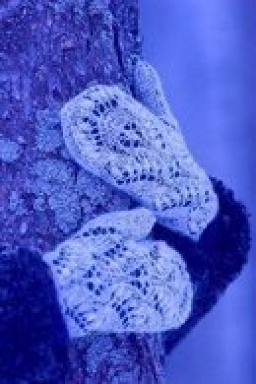 Не забывайте каждый день гулять на свежем воздухе! 05