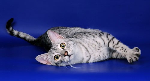 Портрет незнакомки. Египетская Мау - это пятна. Портрет незнакомки. Египетская Мау - это пятна.