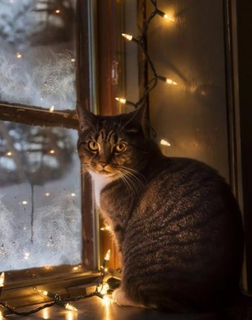 Счастье - это зимняя ночь в уютном доме, снегопад за окошком, запах ели, теплый чай и любимая музыка. 01