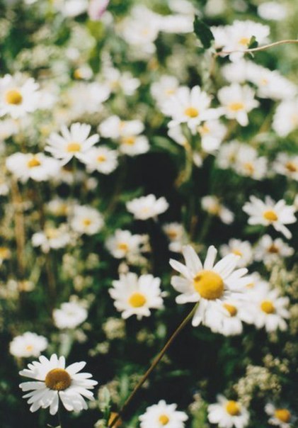 Фотоальбом лета.  Мы забираем к себе на последнюю страницу. 04