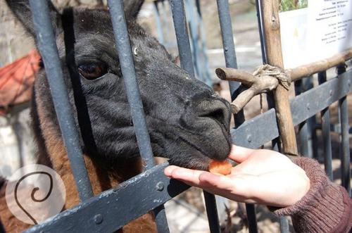 Уска_Армения. Ереванский зоопарк. 05 Уска_Армения. Ереванский зоопарк. 05