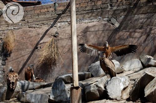 Уска_Армения. Ереванский зоопарк. 06 Уска_Армения. Ереванский зоопарк. 06