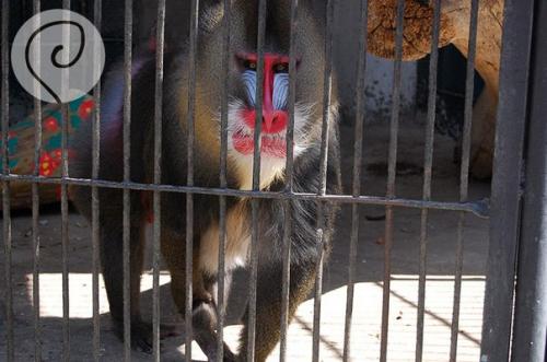 Уска_Армения. Ереванский зоопарк. 03 Уска_Армения. Ереванский зоопарк. 03