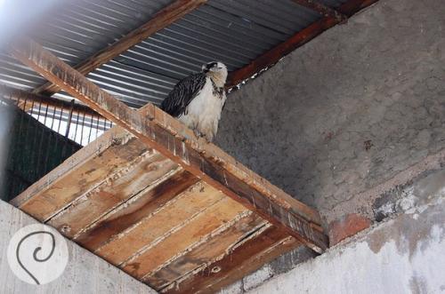 Уска_Армения. Ереванский зоопарк. 02 Уска_Армения. Ереванский зоопарк. 02