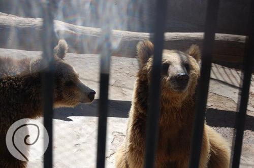 Уска_Армения. Ереванский зоопарк. 01 Уска_Армения. Ереванский зоопарк. 01