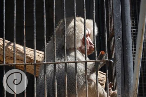 Уска_Армения. Ереванский зоопарк. 04 Уска_Армения. Ереванский зоопарк. 04