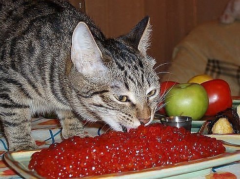 Проект мидгард \u2122. 02