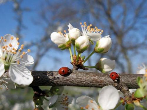 Идеальный весенний макияж должен быть таким же, как и сама природа в этот период - легким и свежим. 02