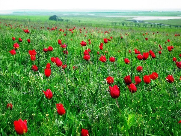 Woman’s Day сделал подборку из 30 мероприятий, которые будут проходить в Ростове и области с апреля по сентябрь. 05