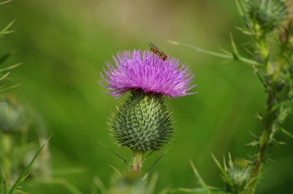 Разнообразие Растительных Масел ДЛЯ Волос. 02