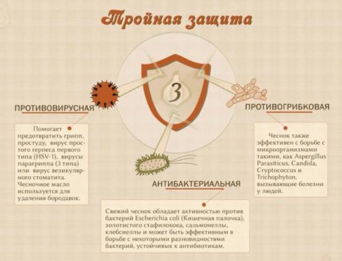 Чеснок - польза для здоровья. 02