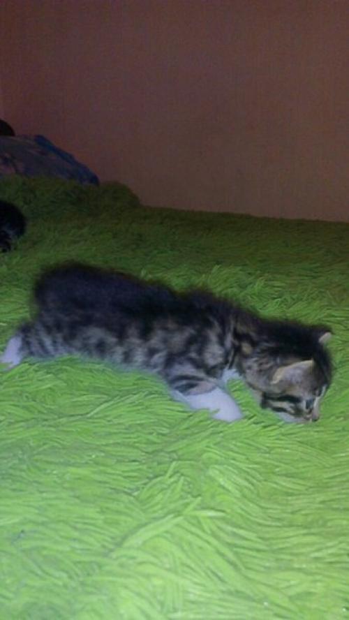 Мы предлагаем к резервированию котят от замечательных родителей мать - кошка породы египетская Мао, папа - кот британец. 04 Мы предлагаем к резервированию котят от замечательных родителей мать - кошка породы египетская Мао, папа - кот британец. 04