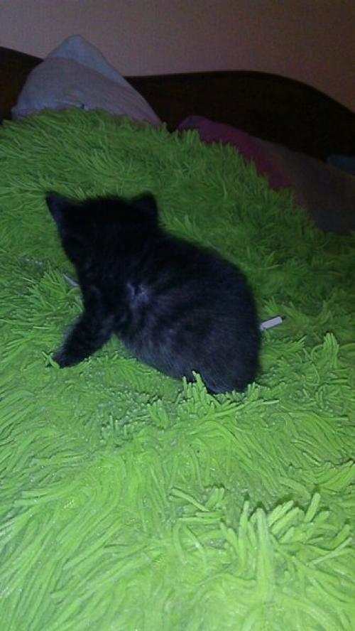 Мы предлагаем к резервированию котят от замечательных родителей мать - кошка породы египетская Мао, папа - кот британец. 05 Мы предлагаем к резервированию котят от замечательных родителей мать - кошка породы египетская Мао, папа - кот британец. 05