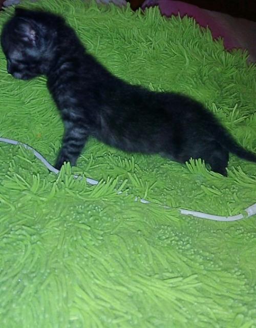 Мы предлагаем к резервированию котят от замечательных родителей мать - кошка породы египетская Мао, папа - кот британец. 03 Мы предлагаем к резервированию котят от замечательных родителей мать - кошка породы египетская Мао, папа - кот британец. 03