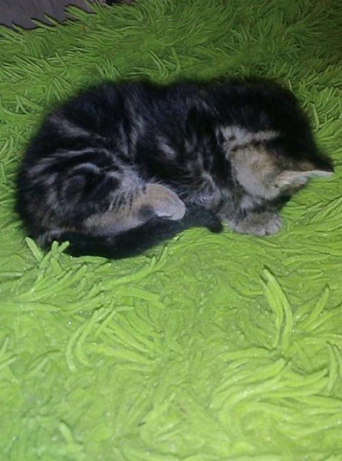 Мы предлагаем к резервированию котят от замечательных родителей мать - кошка породы египетская Мао, папа - кот британец. 01 Мы предлагаем к резервированию котят от замечательных родителей мать - кошка породы египетская Мао, папа - кот британец. 01