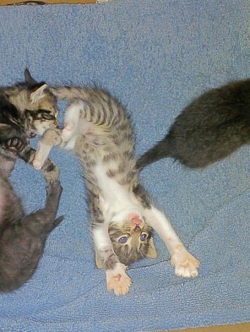 Мы предлагаем к резервированию котят от замечательных родителей мать - кошка породы египетская Мао, папа - кот британец. 06 Мы предлагаем к резервированию котят от замечательных родителей мать - кошка породы египетская Мао, папа - кот британец. 06