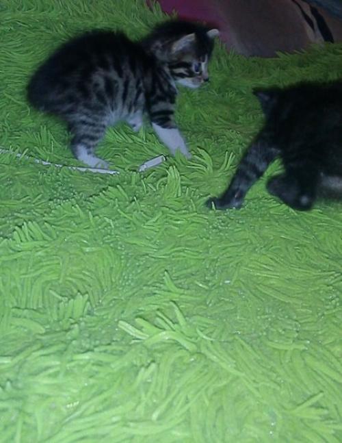 Мы предлагаем к резервированию котят от замечательных родителей мать - кошка породы египетская Мао, папа - кот британец. 02 Мы предлагаем к резервированию котят от замечательных родителей мать - кошка породы египетская Мао, папа - кот британец. 02