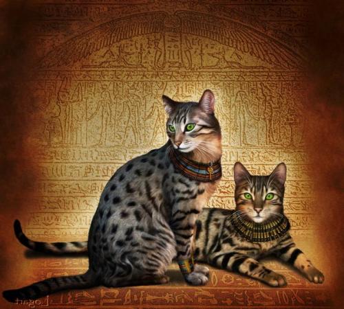 Мы предлагаем к резервированию котят от замечательных родителей мать - кошка породы египетская Мао, папа - кот британец. 08 Мы предлагаем к резервированию котят от замечательных родителей мать - кошка породы египетская Мао, папа - кот британец. 08