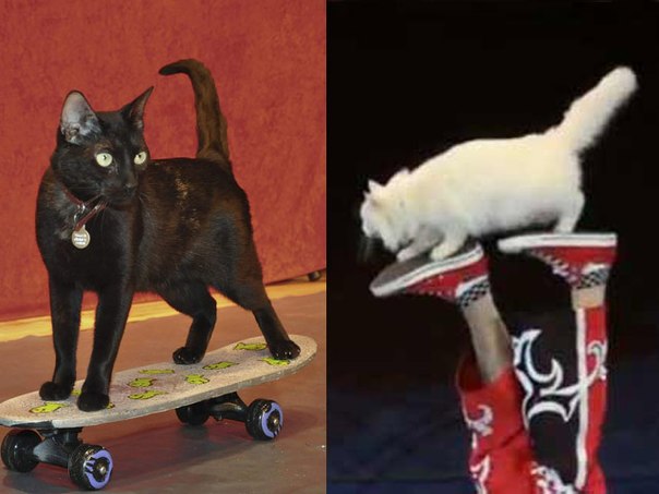 Кошки - хобби с любовью. Бридерство (разведение кошек). 03