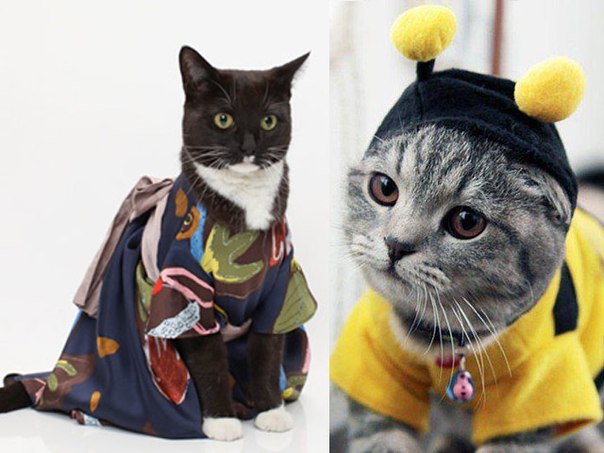 Кошки - хобби с любовью. Бридерство (разведение кошек). 02