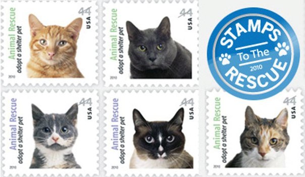 Кошки - хобби с любовью. Бридерство (разведение кошек). 05