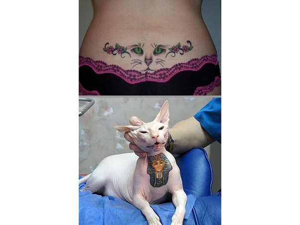 Кошки - хобби с любовью. Бридерство (разведение кошек). 04