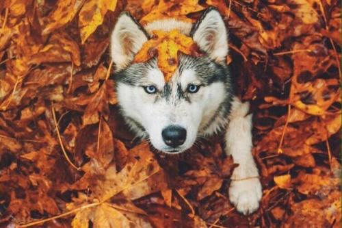 Дела на осень?  Фотоплан на осень? 01