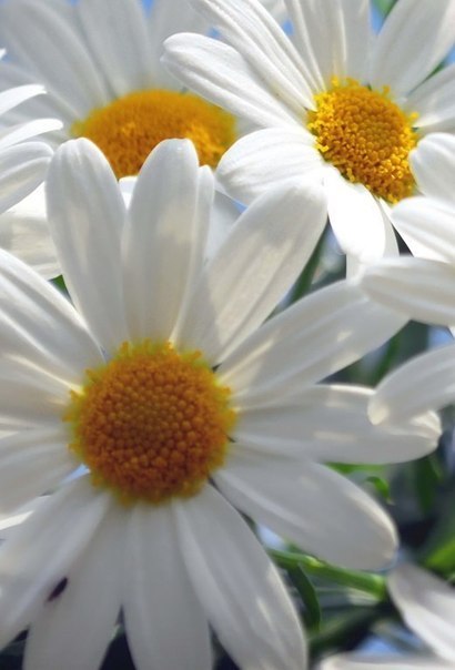 Уход ЗА Лицом. *Чистка лица - домашняя маска с йогуртом и апельсином. 05 Уход ЗА Лицом. *Чистка лица - домашняя маска с йогуртом и апельсином. 05