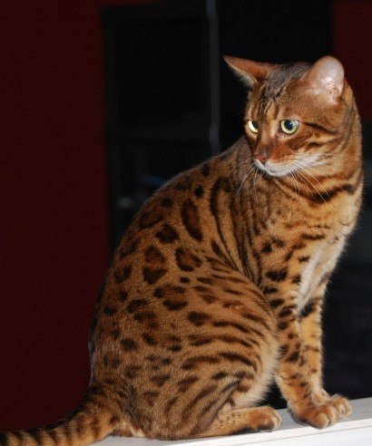 Египетская Мау: 02 Египетская Мау: 02