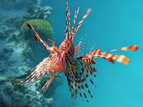 * сегодня обменяли тору Левшу на нормальную куколку, теперь можно и фотообзор устроить *. 06