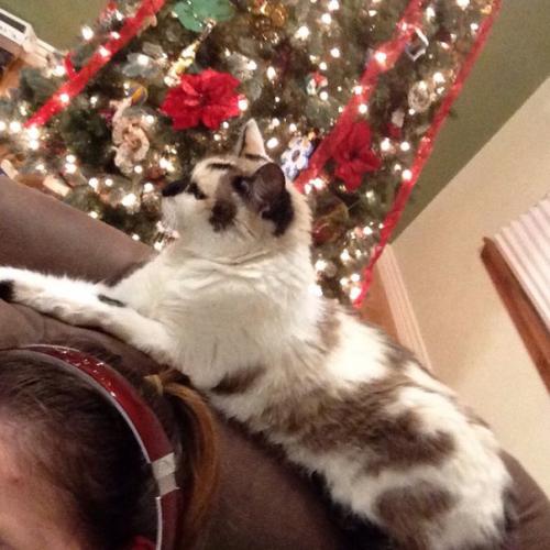 A M E R I C A N C H R I S T M A S? 08