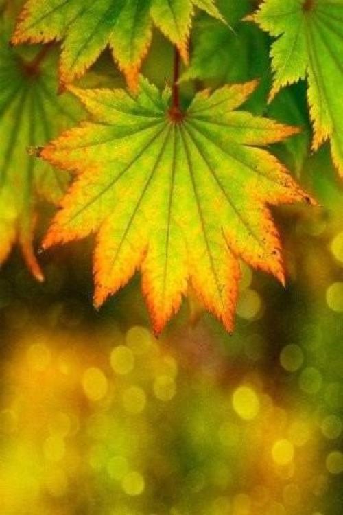 Красивым кажется все, на что смотришь с любовью! 01