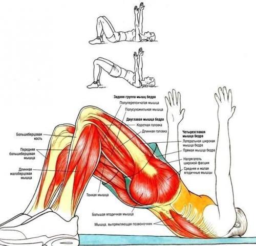 Упражнения для ягодиц и ног &. 08 Упражнения для ягодиц и ног &. 08