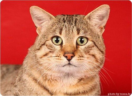 Египетская мау.  Точное происхождение египетских мау достоверно не известно. 04 Египетская мау.  Точное происхождение египетских мау достоверно не известно. 04