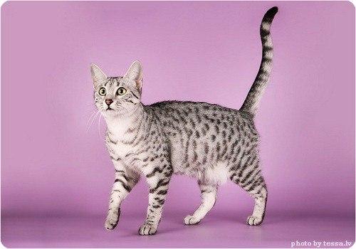 Египетская мау.  Точное происхождение египетских мау достоверно не известно. 03 Египетская мау.  Точное происхождение египетских мау достоверно не известно. 03