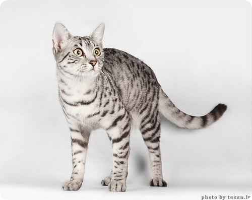 Египетская мау.  Точное происхождение египетских мау достоверно не известно. 08 Египетская мау.  Точное происхождение египетских мау достоверно не известно. 08