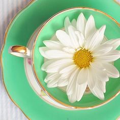 Ромашка. Ромашка – польза и полезные свойства ромашки. 04 Ромашка. Ромашка – польза и полезные свойства ромашки. 04