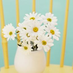 Ромашка. Ромашка – польза и полезные свойства ромашки. 01 Ромашка. Ромашка – польза и полезные свойства ромашки. 01