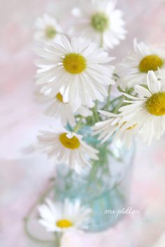 Ромашка. Ромашка – польза и полезные свойства ромашки. 05 Ромашка. Ромашка – польза и полезные свойства ромашки. 05