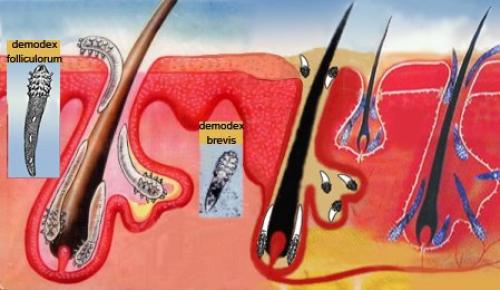Пост о гигиене. 01