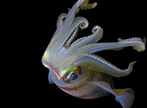 С новым годом! 01 С новым годом! 01