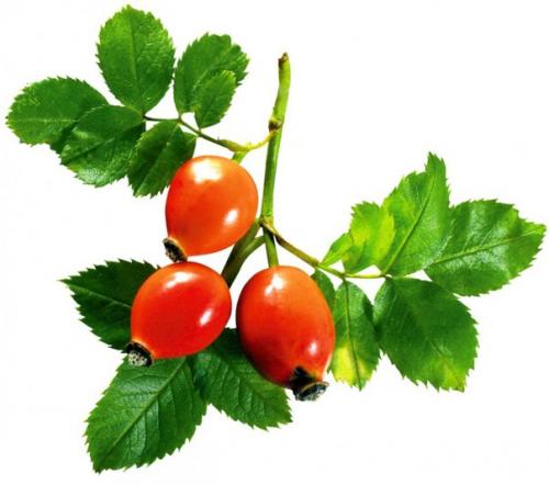 Лучшие рецепты для борьбы с гриппом и поднятия иммунитета. 07